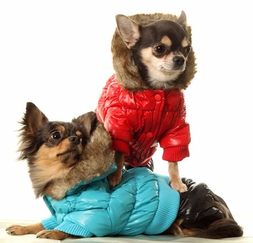 зимняя одежда для собак,Фауна старый оскол,летняя одежда для собак,купить зимнюю одежду для собак в Старом Осколе в зоомагазине Фауна,одежда для собак в Старом Осколе,зоотовары в зоомагазине Фауна Старого Оскола,дешево одежда для собак,недорогая одежда для собак,